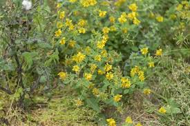 Image result for Trigonella