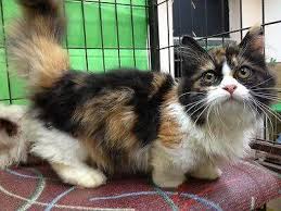 … coat) cat in denver, co (30433948) spayed/neutered. Munchkin Kittens For Sale In Denver Colorado Classified Americanlisted Com