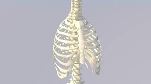 In some patients an extra joint is seen in the anterior part of the first rib at the point where the bone meets the calcified cartilageneous part (arrow). Chest Thorax Bone Anatomy 3d Model 29 Obj Fbx C4d Free3d