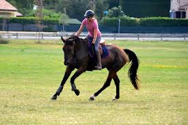 Includes noseband and jaw strap to provide stability and keep cheek piece away from horse's eye. Cheval Ami Testergebnisse Zur Equitrense