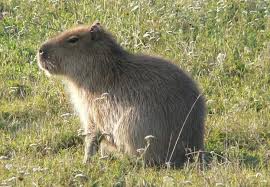 Image result for Cuviera