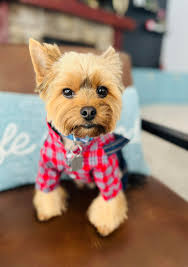 Perfect shoot our wee Milo 4 months old 🐶