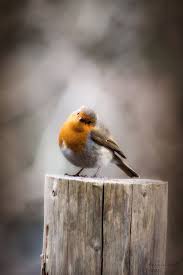 Birds That Start With A C Garimpando Imagens Nanyaraujo68 Nany Araujo Beautiful Birds Cute Birds Pet Birds