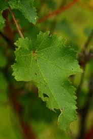 Image result for Hibiscus engleri