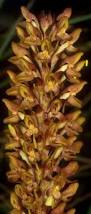 Image result for Disa fragrans