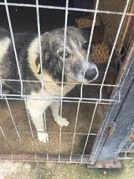 Um ihnen weitere belastungen zu ersparen ein privates tierheim in szentes/ungarn wo die ärmsten wohnen robin hood hat diesmal mit unserer. 23 Tierheimgeschopfe Ideen Tiere Tierschutz Hunde