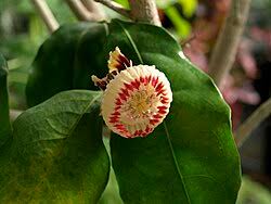 Image result for Napoleonaea septentrionalis