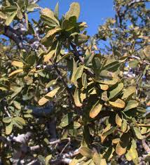 Image result for Boscia albitrunca