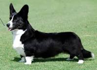 Image of Black Corgi