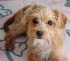 Chi Poo Information And Pictures Chi Poo Chihuahua Poodle Mix Poodle Mix Dogs Poodle Mix