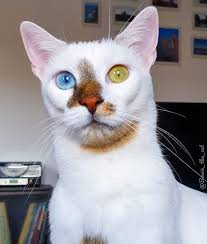 Hubsche Katze Katze Katze Niedlich Katze Essen Katzen Katzen Diy Katzen Garten Katzen Rassen Katzenrassen Katzen