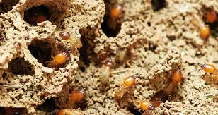 Get quotes and book instantly. Termite Control Services In Spartanburg Sc Dixon Pest Solutions