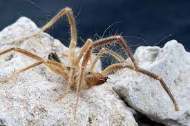 Camel spiders, which are arachnids, but not spiders, are definitely unique little critters, said entomologist christy bills, invertebrate collections manager at the utah. Camel Spider