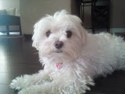 cute neener posing for the camera