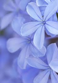 Blue Jasmine By Click Dream 500px Jasmine Flower Jasmine Plant Flowers Photography