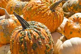 I think i have been gardening for too long because nowadays when the new seed catalogs arrive, there's usually very little that is new' and interests me. How To Grow Knucklehead Pumpkins Garden Tabs
