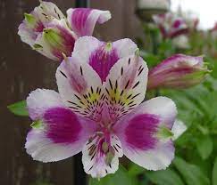 Parrot Lily Parrot Flower Peruvian Lily Lily Of The Incas Alstroemeria Premier Series Bloom Where Youre Planted Peruvian Lilies Alstroemeria