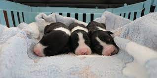 Petition Shut Down Pet Wonderland Petables And Puppylicious Puppy Boutique In Northeast Pa Pennsylvania Paket