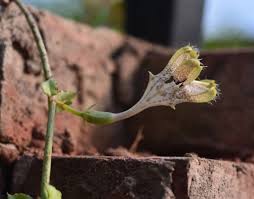 Image result for Ceropegia simplex