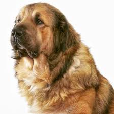 The largest caucasian shepherds can reach up to 170 pounds, and they require about 6 cups of food per day. Philippine Caucasian Ovcharka Club Home Facebook