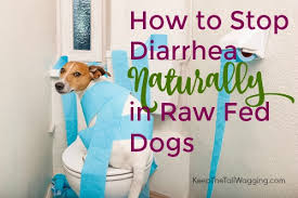 How To Stop Diarrhea Naturally In Raw Fed Dogs Keep The Tail Wagging