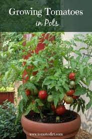 Growing Tomatoes In Pots What You Need To Know To Grow Patio Tomatoes Growing Tomato Plants Tips For Growing Tomatoes Growing Organic Tomatoes