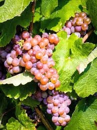 Gewurztraminer Wines Origins and Food Pairing Ideas