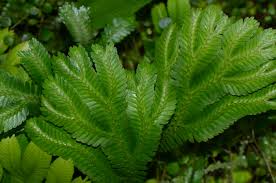 Image result for Selaginella soyauxii