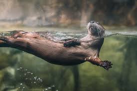 North American River Otter Live In Coastal Estuaries Rivers And Even Mountain Streams Sightings Of River Otters In The Wild A River Otter Otters Cool Photos