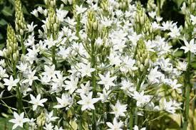 Image result for Ornithogalum