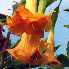 Image result for Brugmansia