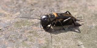 If a cricket infestation is bugging your home or yard, try these 10 tips to send the pesky insects packing—permanently! 7 Natural Ways To Get Rid Of Pesky And Loud Crickets This Summer Winnipeg Regional Real Estate News