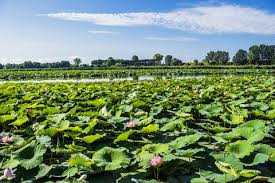 Flowers commonly called lotus around the world include the color of the lotus certainly affects its general meaning as well. Lotus Flower Meaning What Is The Symbolism Behind The Lotus