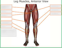 Reflexes help to maintain proper muscle tone, balance, and responsiveness of the legs and feet to stimuli such as stepping on a sharp object. Leg Muscles Anterior View Diagram Quizlet
