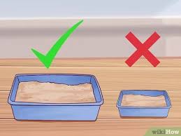 Litter box obviously, the litter box is one of the most important supplies you'll need to litter train your kitty. 3 Ways To Litter Train A Kitten Wikihow