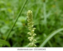 Image result for Cyathula