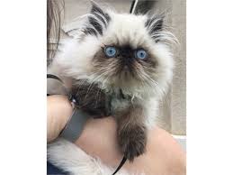 We have himalayan kittens for sale, himalayan kittens are the most sought after persian in america. Himalayan Persian Kittens Pets Rancho Santa Fe Ca Recycler Com