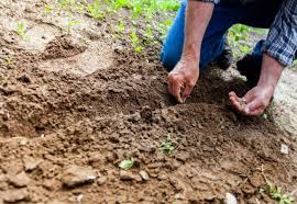 Iederele sunt decorative, au o crestere rapida, si au o viata relativ lunga, daca sunt ingrijite cu atentie. Cum Sa Plantezi Corect Semintele De Flori Sau Legume In Gradina