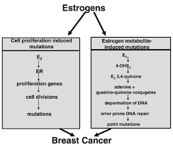 Increased exposure to hormones, such as estrogen increased number of ovulations ovulation occurs when the ovary releases eggs. The Oestrogen Paradox An Hypothesis Breast Cancer Research Full Text