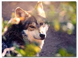 Mexican Gray Wolf Canis Lupus Baileyi Desertusa