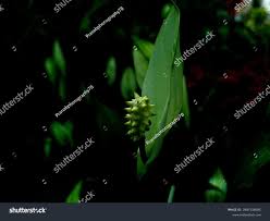 Image result for Piper capense