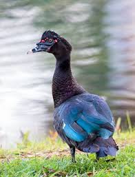 Colorful Bird With Big Feathers Pin On Turquoise Teal Aqua