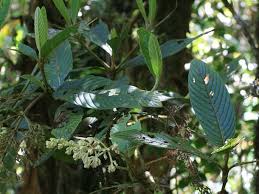 Image result for Bertiera