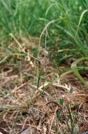 Image result for Digitaria gazensis