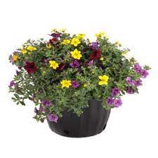 Ready Refill 1 5 Gallon Multicolor Mixed Annuals Combinations In Pot Lowes Com Bulbs And Seeds Easy Care Plants Flower Pots