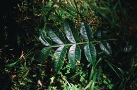 Image result for Bersama abyssinica