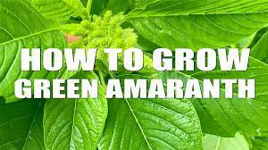 Amaranthus cruentus) is an annual flowering plant native to central and south america. Green Amaranth How To Grow Amaranth Greens At Home Youtube