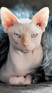 A sphinx (or sphynx) is a creature with the body of a lion and the head of a human, with some variations. Sphynx Cat Wallpapers Top Free Sphynx Cat Backgrounds Wallpaperaccess