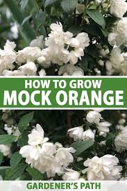 Murraya paniculata, commonly known as orange jasmine, orange jessamine, china box or mock orange, is a species of shrub or small tree in the family rutaceae and is native to south asia, southeast asia and australia. How To Grow Mock Orange Shrubs Gardener S Path
