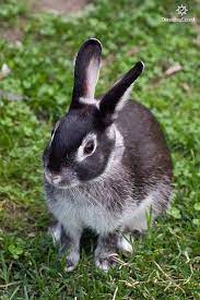 It is a good idea to have a nice safe and secure run for them to play in and stretch their legs. 17 Silver Martins Ideas Rabbit Breeds Rabbit Bunny Pictures